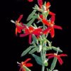 20 ROYAL RED CATCHFLY Hummingbird & Endangered Native Flower Silene Regia Seeds