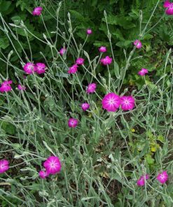 Alternative view of 200 Organic ROSE CAMPION Magenta Silver Catchfly Lychnis Silene Coronaria Flower Seeds