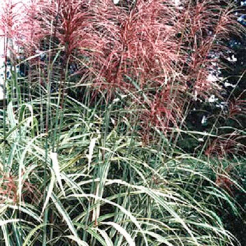 10 RED MAIDEN GRASS Miscanthus Sinensis Plumes Ornamental Flower Seeds Comb S/H - Image 4