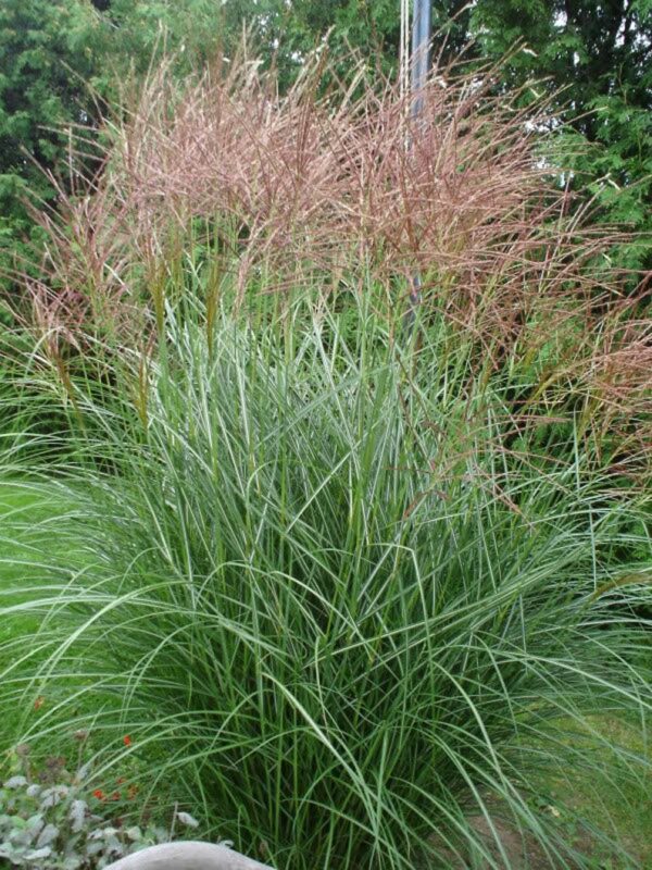 10 RED MAIDEN GRASS Miscanthus Sinensis Plumes Ornamental Flower Seeds Comb S/H - Image 2