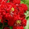 35 RED CREPE MYRTLE Lagerstroemia Indica Flowering Shrub Bush Small Tree Seeds