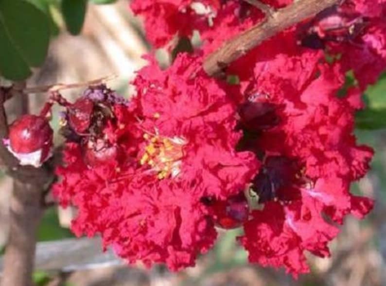 35 RED CREPE MYRTLE Lagerstroemia Indica Flowering Shrub Bush Small Tree Seeds - Image 2