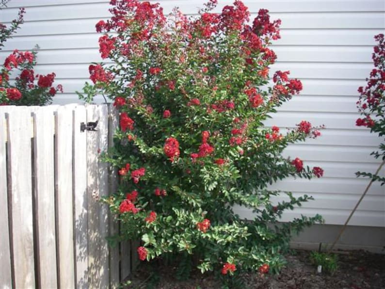 35 RED CREPE MYRTLE Lagerstroemia Indica Flowering Shrub Bush Small Tree Seeds - Image 5