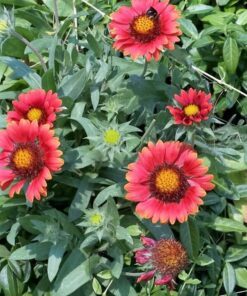 Alternative view of 50 BURGUNDY GAILLARDIA Red Indian Blanket Flower Seeds