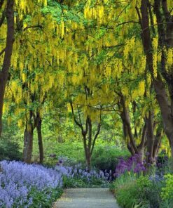Alternative view of 10 GOLDEN CHAIN TREE Goldenchain Laburnum Anagyroides Yellow Flower Seeds Flat