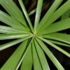 50 UMBRELLA PALM TREE Cyperus Involucratus Papayrus Sedge Seeds Flat