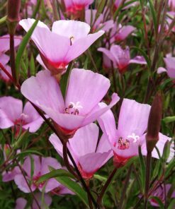 Alternative view of 500 Pink FAREWELL TO SPRING Clarkia Elegans Godetia Flower Seeds