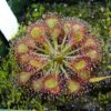10 CARNIVOROUS SUNDEW PLANT Drosera Flower Seeds *Comb S/H