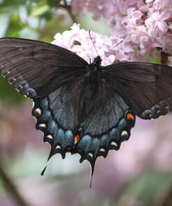 Alternative view of 150 GOLDEN ALEXANDER (Golden Zizia / Meadow Zizia) Zizia Aurea Flower Seeds
