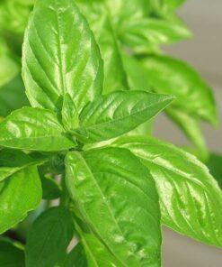 150 LIME BASIL Ocimum Basilicum HERB Flower Seeds