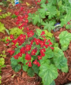 Alternative view of 100 HEUCHERA FIREFLY Coral Bells Heuchera Sanguinea Red Flower Shade Seeds