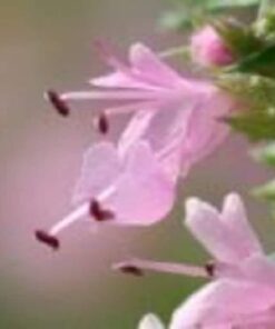 Alternative view of 1000 Pink VERVAIN Verbena Hastata Rosea Flower Seeds