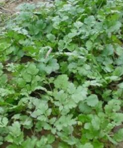 Alternative view of 1000 CILANTRO / CORRIANDER / Chinese PARSLEY Coriandrum Sativum Herb Flower Seeds