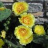10 Yellow PRICKLY PEAR CACTUS Opuntia Ficus