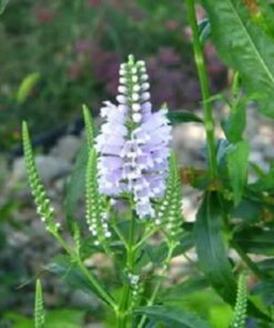 Alternative view of 50 WHITE Showy OBEDIENT PLANT ( False Dragon Head ) Physostegia Angustifolia Flower Seeds