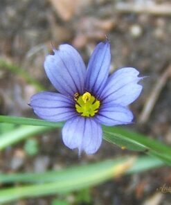 Alternative view of 200 BLUE EYED GRASS (Western or Californian) Sisyrinchium Bellum Flower Seeds