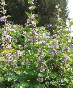 Alternative view of 20 ZEBRA MALLOW Malva sylvestris var