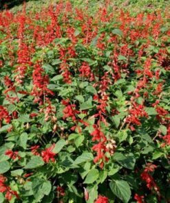 Alternative view of 400 SCARLET SAGE (Lady In Red Salvia / Blood Sage / Red Texas Sage) Salvia Coccinea Flower Seeds