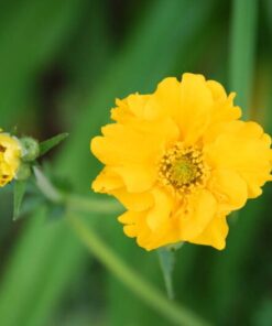 Alternative view of 10 Yellow Lady Strathden GEUM Chiloense Flower Seeds *Comb S/H
