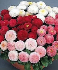 Alternative view of 100 MIXED Colors ENGLISH DAISY Bellis Perennis Flower Seeds