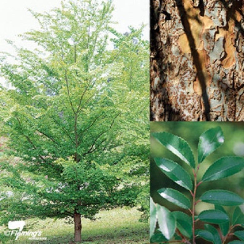 50 CHINESE ELM TREE (Lacebark) Ulmus Parvifolia Seeds - Image 3