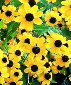 Alternative view of 500 BROWN EYED SUSAN Rudbeckia Triloba Flower Seeds