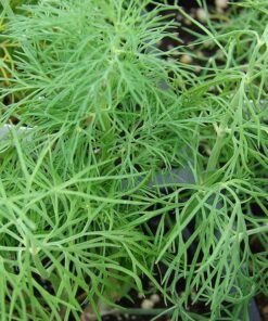Alternative view of 2500 BOUQUET DILL Anethum Graveolens Herb Flower Seeds