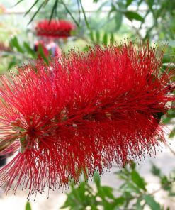 Alternative view of 40 CRIMSON BOTTLEBRUSH Callistemon Citrinus Flowering Shrub Bush Small Tree Seeds