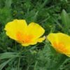 1000 DWARF Yellow CALIFORNIA Tufted POPPY Eschscholzia Caespitosa Flower Seeds