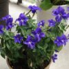 50 BROWALLIA (Amethyst Flower / Bush Violet) Browallia Americana Flower Seeds
