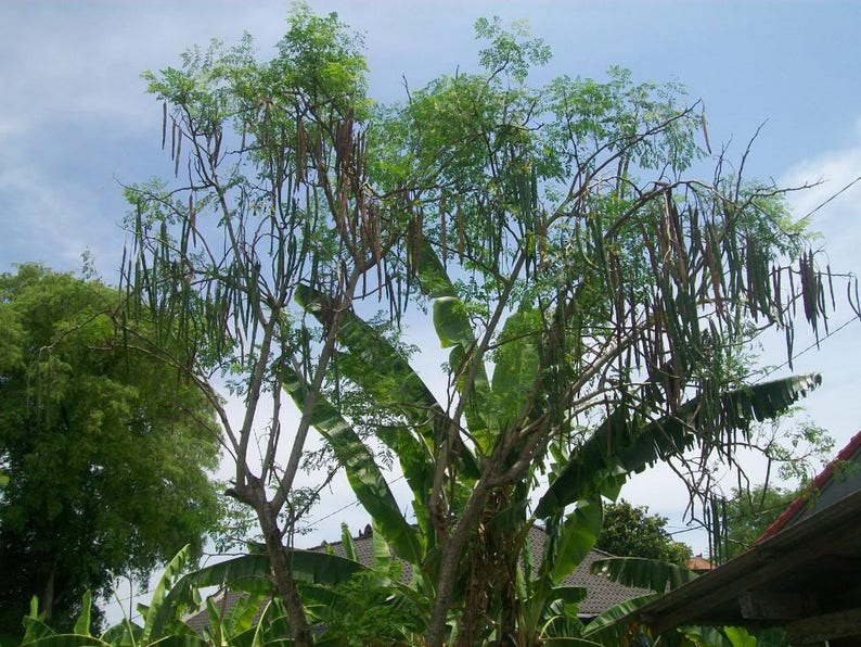 10 Flowering DRUMSTICK TREE Moringa Oleifera Seeds (Miracle Tree / Ben Oil Tree) - Image 5
