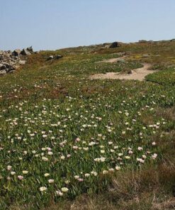 Alternative view of 100 White DWARF CREEPING DAISY Chrysanthemum Paludosum Flower Seeds