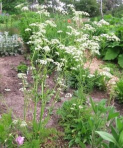 Alternative view of 150 Garden CHERVIL (Gourmet Parsley) Anthriscus Cerefolium Herb Flower Seeds