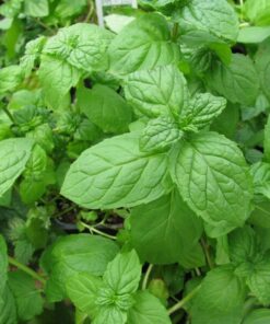 Alternative view of 1500 LEMON BASIL Ocimum Basilicum HERB Flower Seeds