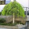 50 SILVER WEEPING BIRCH Tree White European Betula Pendula Alba Seeds Comb S/H