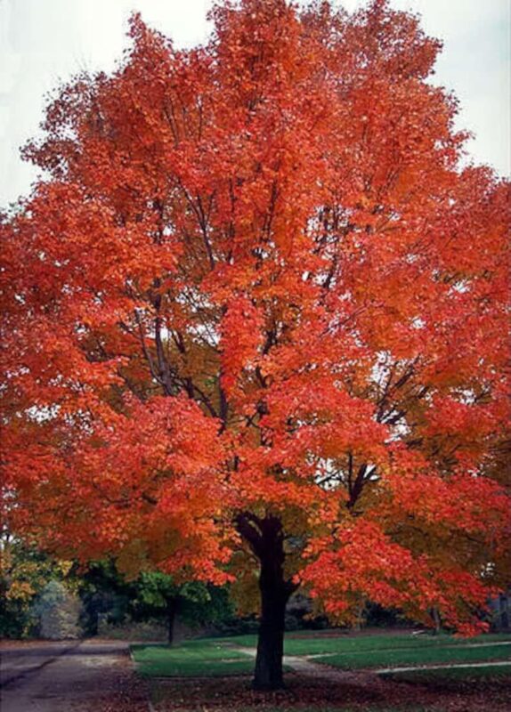 25 Scarlet CAROLINA RED MAPLE Tree Acer Rubrum Seeds - Image 5