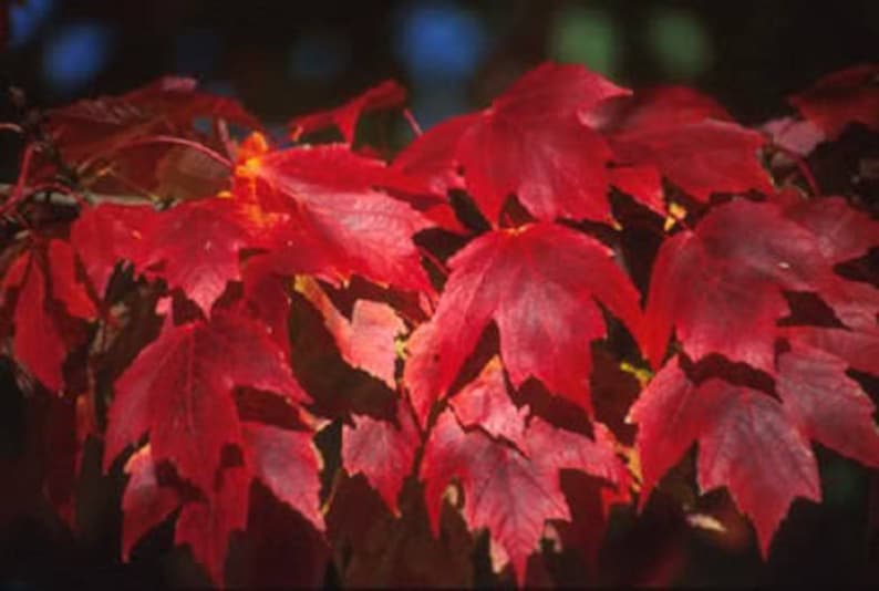 25 Scarlet CAROLINA RED MAPLE Tree Acer Rubrum Seeds - Image 2