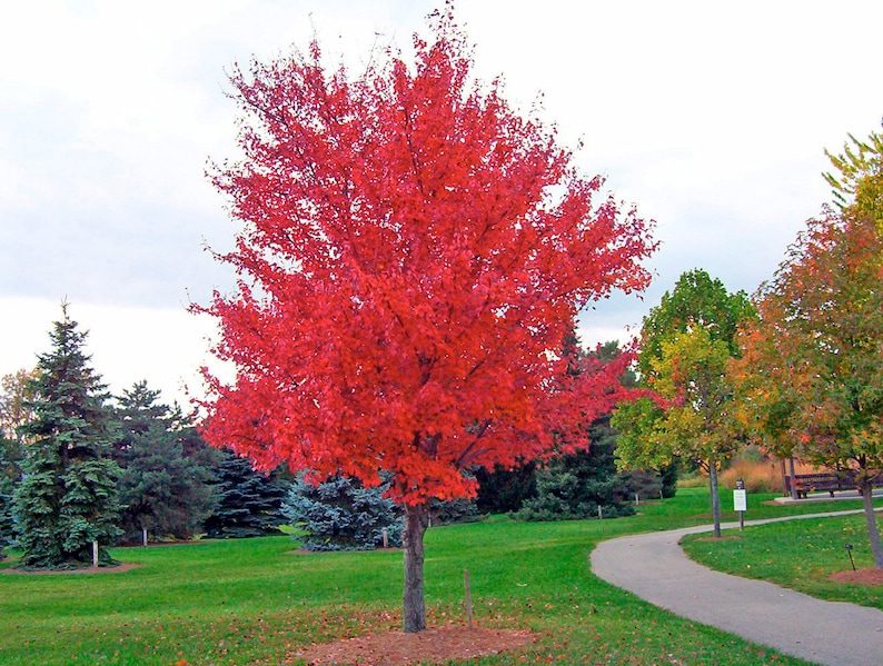25 Scarlet CAROLINA RED MAPLE Tree Acer Rubrum Seeds - Image 3