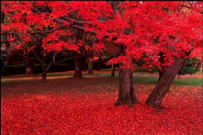 25 Scarlet CAROLINA RED MAPLE Tree Acer Rubrum Seeds