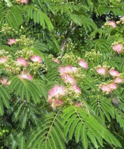 Alternative view of 25 MIMOSA / Persian SILK TREE Albizia Julibrissin Seeds