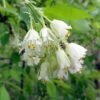 5 AMERICAN BLADDERNUT Tree Staphylea Trifolia Shrub Green Pod White Flower Seeds