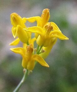 Alternative view of 10 GOLDEN EARDROPS Dicentra Chrysantha Yellow Bleeding Heart Shade Flower Seeds