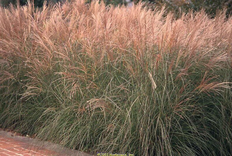 10 RED MAIDEN GRASS Miscanthus Sinensis Plumes Ornamental Flower Seeds Comb S/H