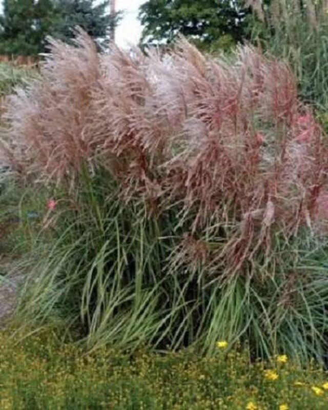 10 RED MAIDEN GRASS Miscanthus Sinensis Plumes Ornamental Flower Seeds Comb S/H - Image 3