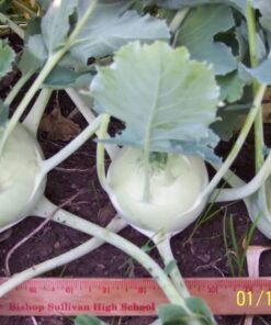 Alternative view of 2000 White Vienna Kohlrabi Seeds - Brassica Oleracea - German Turnip with Mild Flavor
