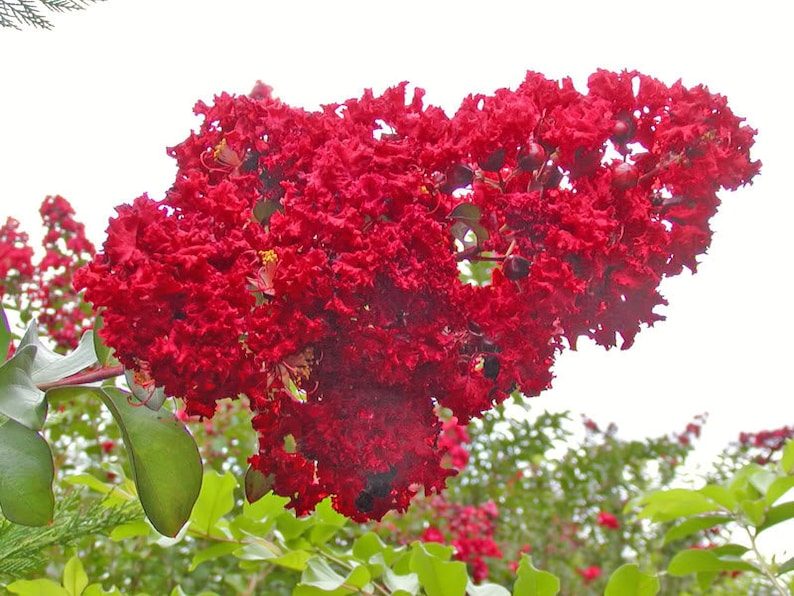 35 RED CREPE MYRTLE Lagerstroemia Indica Flowering Shrub Bush Small Tree Seeds - Image 3