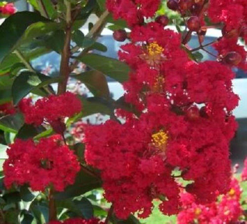 35 RED CREPE MYRTLE Lagerstroemia Indica Flowering Shrub Bush Small Tree Seeds - Image 4