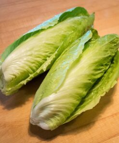 250 SUGAR LOAF ENDIVE Radicchio Escarole Cichorium Intybus Green Vegetable Seeds