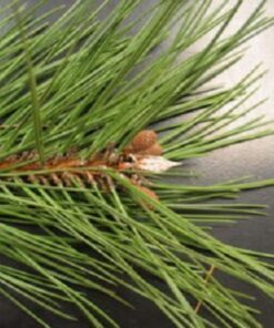 Alternative view of 10 Japanese BLACK PINE TREE Evergreen Pinus Thunbergii Seeds Flat