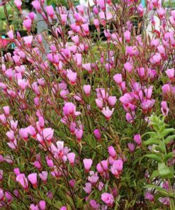 500 Pink FAREWELL TO SPRING Clarkia Elegans Godetia Flower Seeds